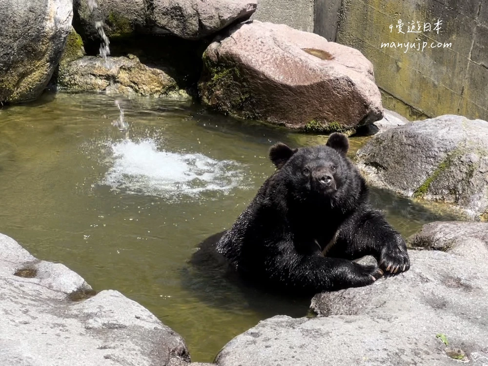 奥飛騨熊牧場 日本黑熊泡澡