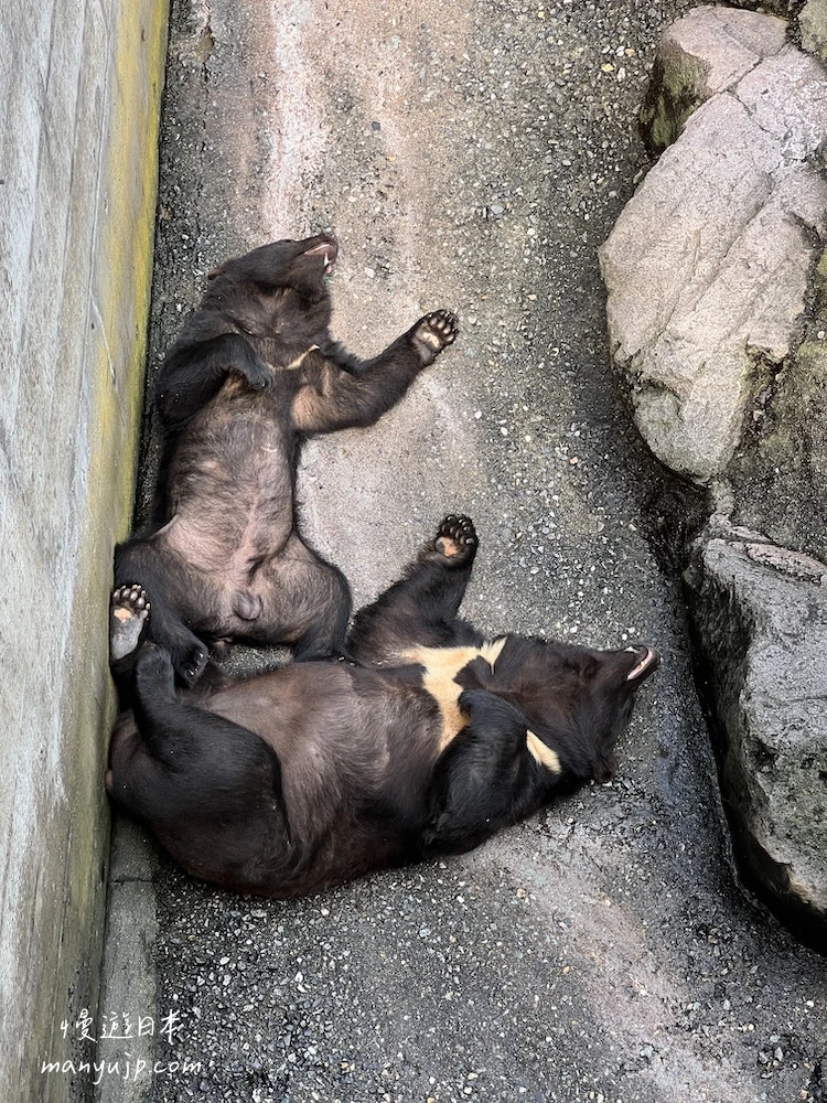 奥飛騨熊牧場 睡覺的熊